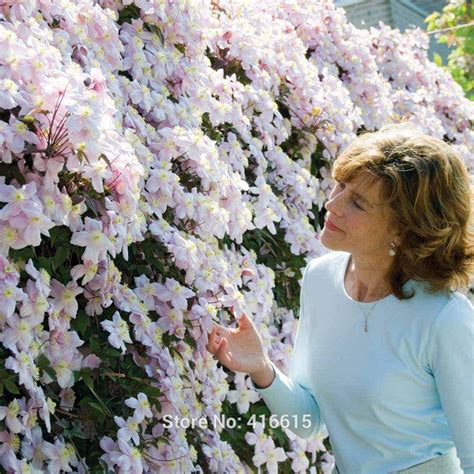 Clematis is a group of ornamental vines that generally grow on a vertical plane. 2021 Clematis Seeds Clematis Montana Mayleen Seeds Pink ...