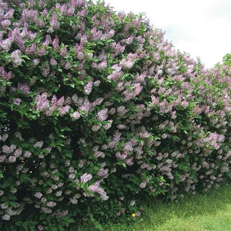 Remember The Old Fashioned Lilac Bushes That Produced Thousands Of