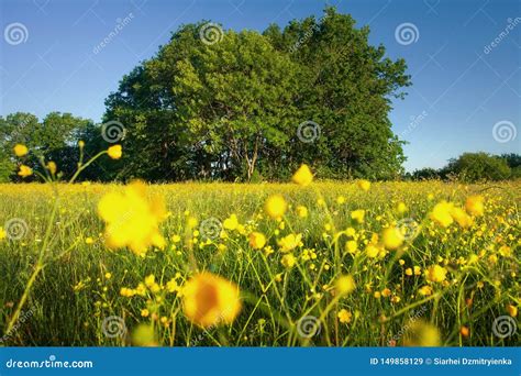 Summer Nature Meadow With Herbs And Flowers On Clear Day Beautiful