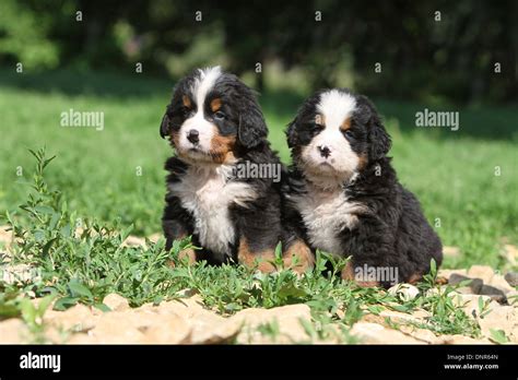 Bernese Mountain Dog Puppies Sit Hi Res Stock Photography And Images