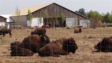 Picture Of Buffalo Farm On Route 47 Oregon Wine Country Oregon Wine