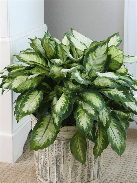 Dieffenbachia Planting And Care For Dumb Cane Plant Hgtv