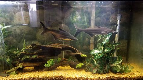 My 10 Year Old Iridescent Sharks In A 55 Gallon Tank Aquariums