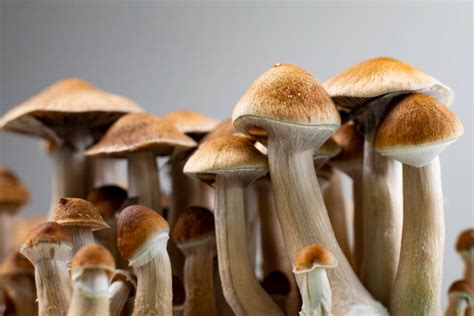 Edible Magic Mushrooms