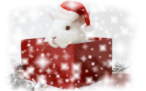 Merry Xmas And Happy New Year Christmas Bunny Wallpapers Hd