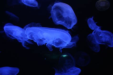 Free Images Sea Ocean Petal Underwater Swim Jellyfish Blue