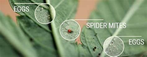 How To Identify Prevent Or Kill Spider Mites On Shrubs Plants