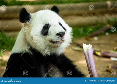Panda Bear Eating Bamboo Wildlife China Stock Image Image Of