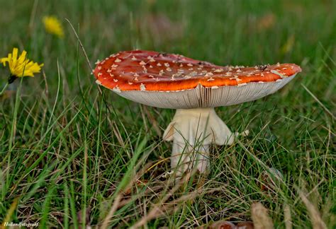 The cap color is variable from red to orange, through shades of yellow or tan to white, and can change in. beauty of the mushrooms | Amanita muscaria, commonly known ...