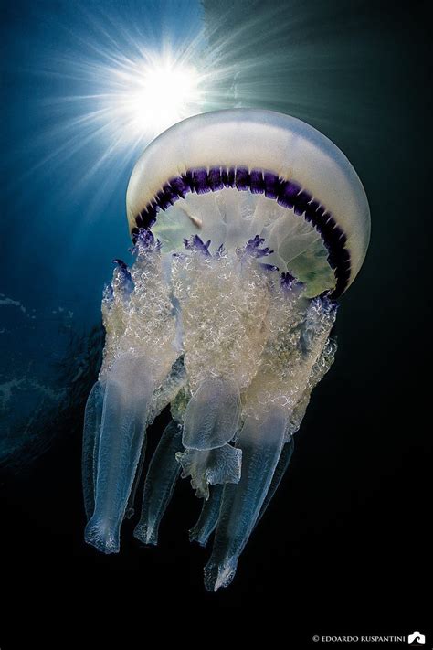 Purple And Blue Jellyfish Colorful Jellyfish Blue Jellyfish Beneath