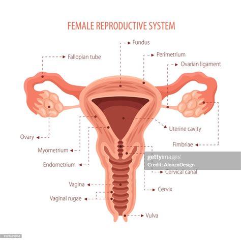 Female Reproductive System High Res Vector Graphic Getty Images
