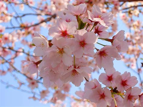 Cherry Blossoms Spring Pink Flowers Natural Plant Japan Sakura
