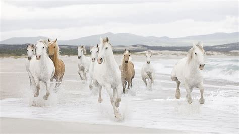 Hd Wallpaper Herd Of White And Brown Horse Running Painting Water