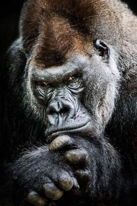 Free Download Monkey Warrior Fantasy Planet Apesw Movie Film Gorilla