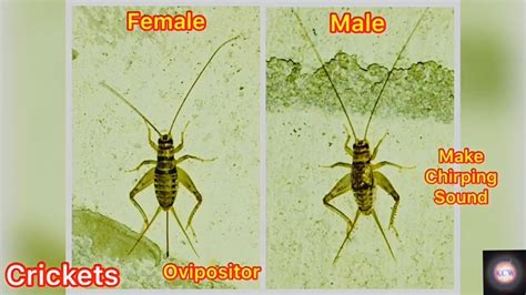 Cricket Insect Difference Between Female Cricket And Male Cricket