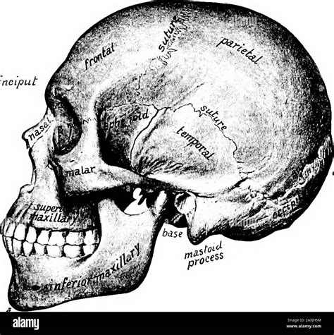 External Occipital Protuberance Hi Res Stock Photography And Images Alamy
