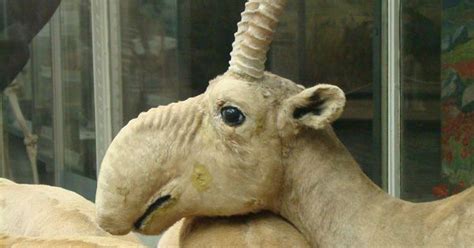 Saiga Antelope From The Dr Seuss School Of Taxidermy