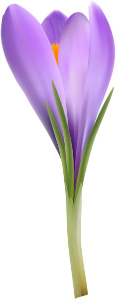 Crocus Transparent Png Image Png Images Crocus Free Clip Art