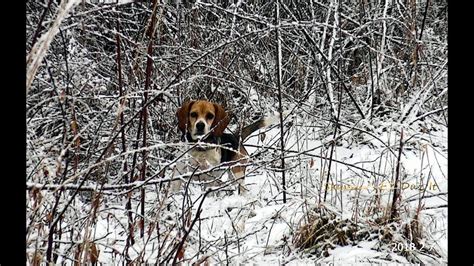 Skyviews Beagles Rabbit Hunting Testing The Snow After One Inch Of