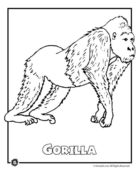 Jungle Animals Coloring Pages Coloring Home