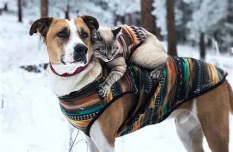 Meet Henry And Baloo The Cat And Dog Duo Hiking Through Life Dogs Monthly