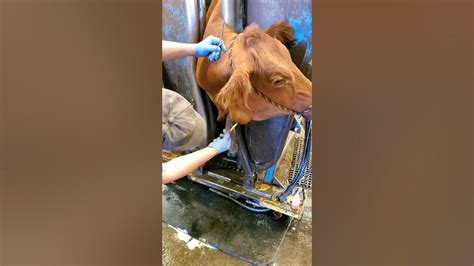 Lancing An Abscess On A Cow Youtube