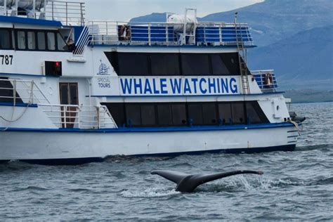 Whale Watching And Whales Of Iceland Exhibition Tour