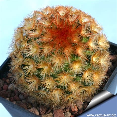 Pumice, though a bit more expensive, is ideal for cactus mixes as it is lightweight and drains well, but it also holds just enough water to keep soils from. Mammillaria carmenae "rubrispina"