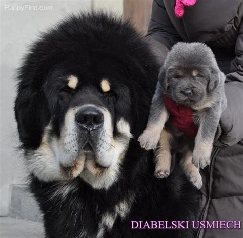 Blue Boytibetan Mastiffsi Want One Tibetan Mastiff Puppy