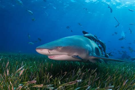 Lemon Shark Dcna