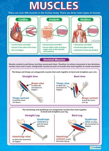 Muscles Science Educational School Posters Science Poster Gcse