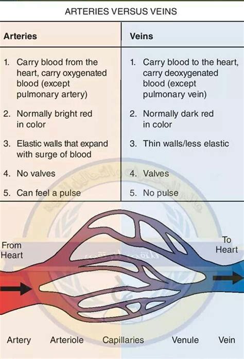 Arteries And Veins Differences
