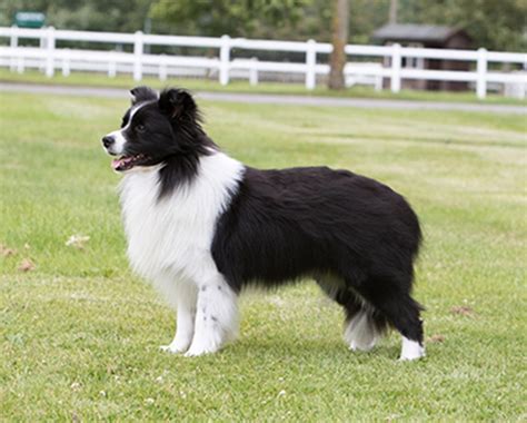 Border Collie Breeds A To Z The Kennel Club