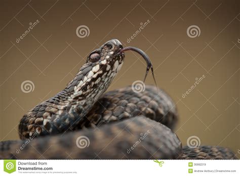 Snake Stock Image Image Of Hazardous Camouflage Danger 30992219