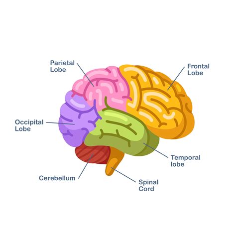 Frontal lobe: why is it so important? what happens if it is injured?