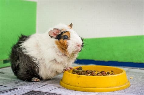 Guinea Pigs For Adoption Bernice Chee And Donovan Chins Animalcare