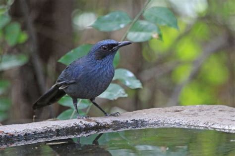 Oaxaca Mexico Birding Tour Naturalist Journeys