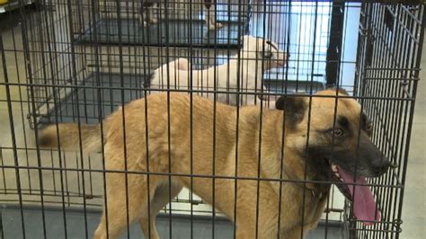 Pike County Animal Shelter Adoption Event Helps Pets Find Their Forever
