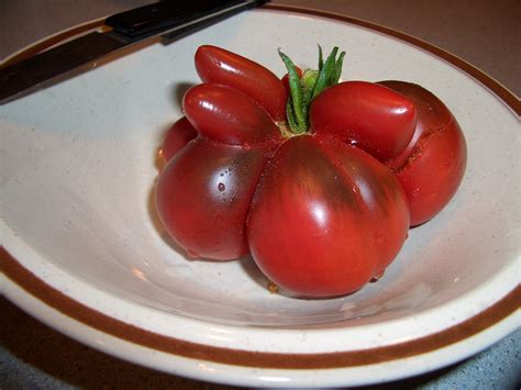 Seattle Heirloom Tomato Wikimedia Commons Earth Buddies