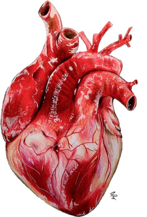 Drawing Realistic Heart Png Pnghq