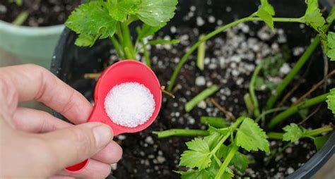 Epsom Salt In Garden Hacks On Using Epsom Salt Every Gardener Must Know