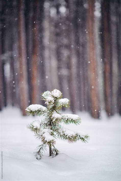 Ver Pine Tree Seedling With Falling Snow In A Forest Del Colaborador