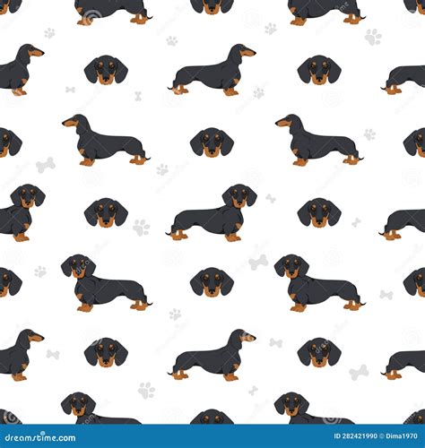 dachshund short haired seamless different poses coat colors set stock vector illustration of