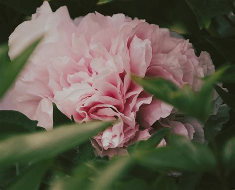 Пион Розовый Цветок Бесплатное фото на Pixabay