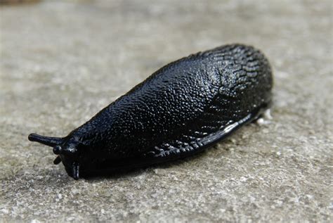 Large Black Slug 2 Free Stock Photo Public Domain Pictures