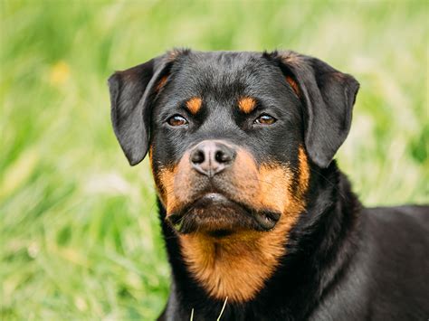 Are Rottweilers Dangerous Rottie Temperament And Factsukpets