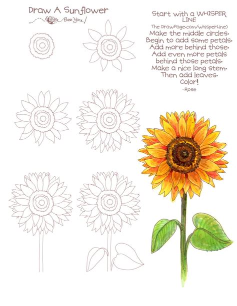 How To Draw A Sunflower Easy Marisela Stallings