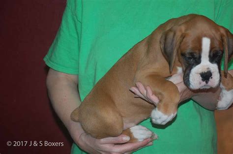 79 European Boxer Puppies For Sale In Nc Picture Bleumoonproductions