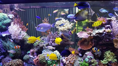 Which Reef Aquarium Fish Are The Most Overrated How About The Most