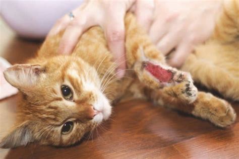 Bleeding Disorders In Cats What Do You Need To Know About It Cat Lovers